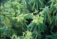 Euphorbia broussonetii