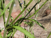Salvia emaciata