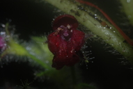 Phyllostegia floribunda