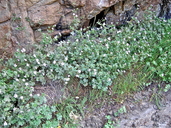 Geranium caespitosum