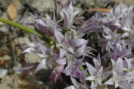 Allium abramsii