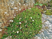 Saxifraga bronchialis var. austromontana