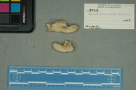 Aplodontia rufa fossilis