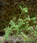 Eucrypta chrysanthemifolia var. bipinnatifida