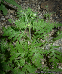 Eucrypta chrysanthemifolia var. bipinnatifida