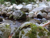 Salamandre Corse