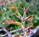 Lyrocarpa coulteri