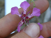 Clarkia mildrediae ssp. mildrediae