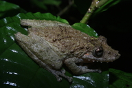 Scinax boulengeri