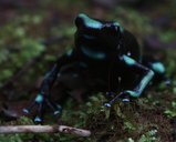 Green And Black Dart-poison Frog