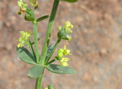 Galium glabrescens ssp. glabrescens
