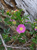 Rosa pisocarpa ssp. ahartii