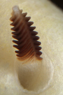 Cadlina flavomaculata