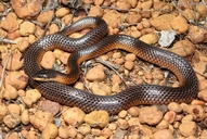 Mitchell's Short-tailed Snake