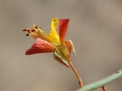 Hoffmansegia microphylla