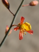 Hoffmansegia microphylla