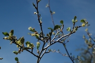 Cercocarpus betuloides var. macrourus
