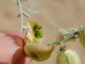 Astragalus magdalenae var. niveus