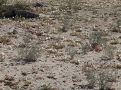 Oenothera californica ssp. arizonica