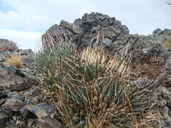 Agave utahensis var. nevadensis