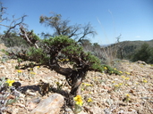Eriogonum thornei