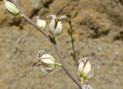 Streptanthus glandulosus ssp. albidus
