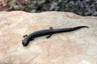 Miquihuanan Splayfoot Salamander
