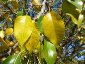 Pyrus betulifolia