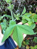 Thermopsis robusta