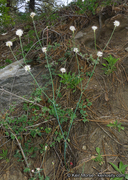 Eriogonum nudum var. pauciflorum