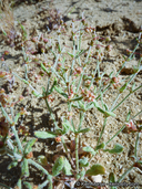 Eriogonum maculatum