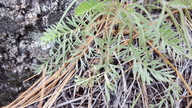 Potentilla millefolia
