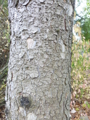 Picea rubens