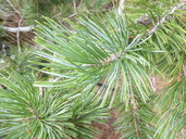 Pinus johanis