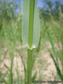 Panicum hirticaule ssp. hirticaule
