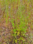 Verbena lasiostachys var. lasiostachys