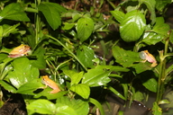 Tlalocohyla picta