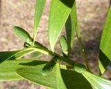 Agathis australis