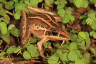 Litoria nasuta