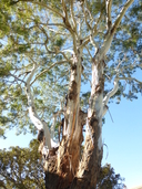 Eucalyptus viminalis