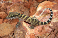 Coastal Ring-tailed Gecko