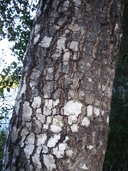 Quercus kelloggii x quercus agrifolia