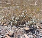 Bahiopsis reticulata