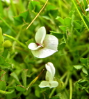 Trifolium monanthum ssp. tenerum