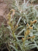 Atriplex acanthocarpa ssp. pringlei