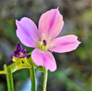 Clarkia purpurea ssp. purpurea