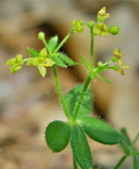 Galium californicum ssp. californicum