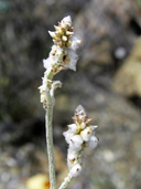 Froelichia arizonica