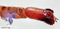 Cylindroryctes spegazzinii