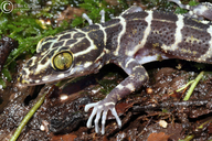 Peter's Slender-toed Gecko